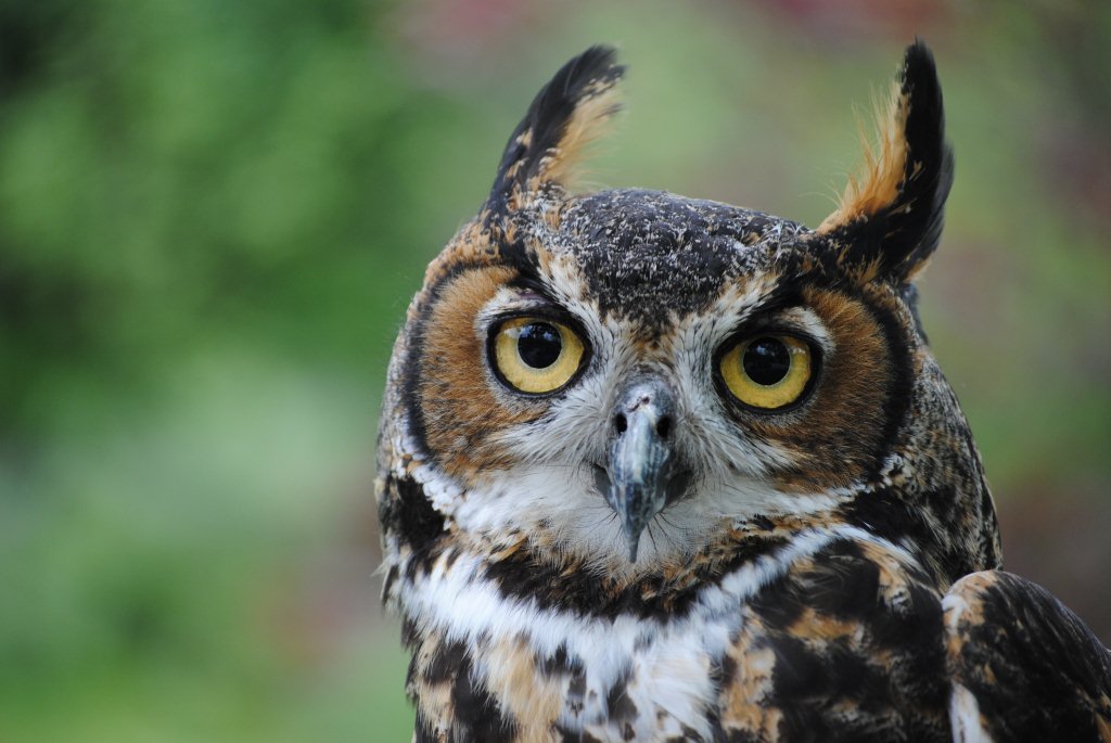 Photo 1 from Owls Hill Nature Sanctuary